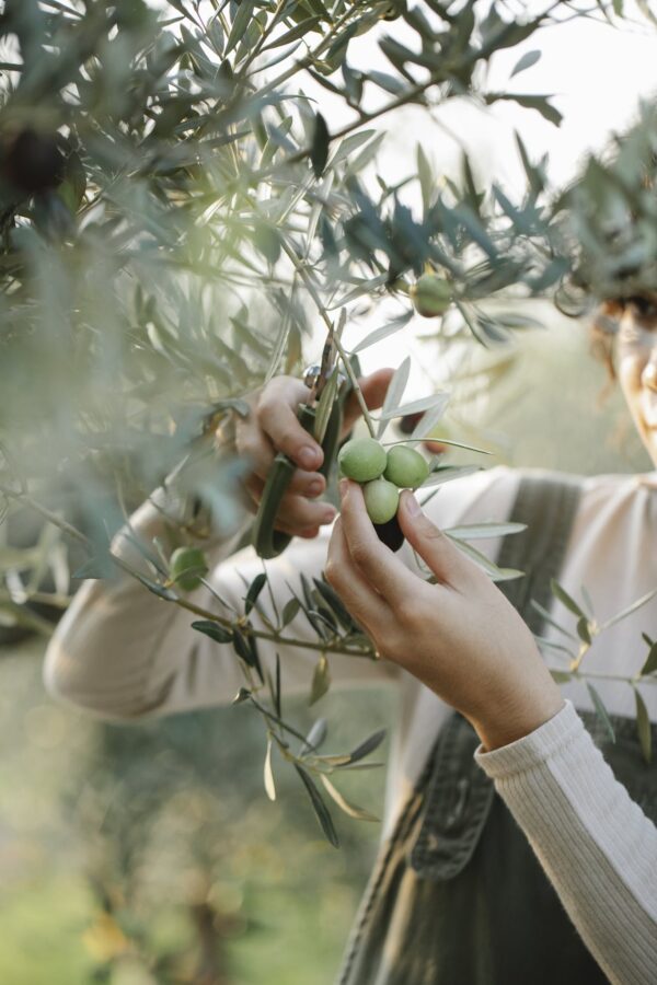 Crop unrecognizable woman cutting olives on tree in garden